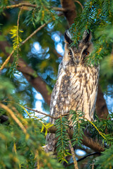 Obraz premium Long eared owl Asio otus, bird of prey perched in a tree
