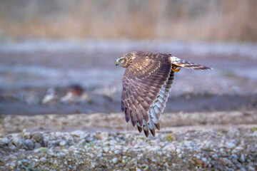 Hen harrier Circus cyaneus hunting