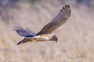 Hen harrier Circus cyaneus hunting