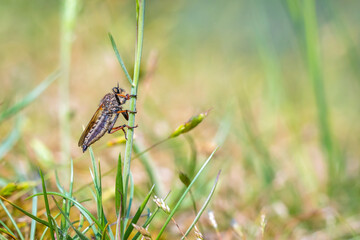 Detail closeup of a Pamponerus germanicus, robber fly insect