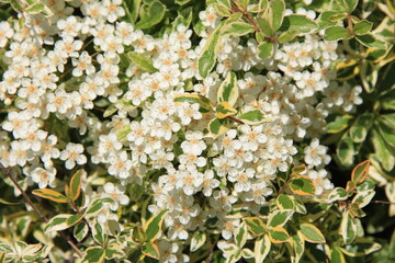 小さな白い花がたくさん咲いているピラカンサ
