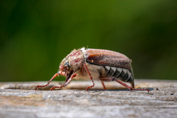 Forest cockchafer, melolontha hippocastani, foraginging on a wooden tree log