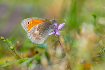 Small heath butterfly Coenonympha pamphilus resting