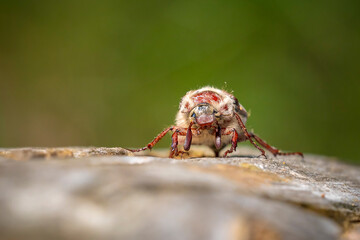 Forest cockchafer, melolontha hippocastani, foraginging on a wooden tree log