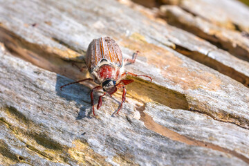 Forest cockchafer, melolontha hippocastani, foraginging on a wooden tree log