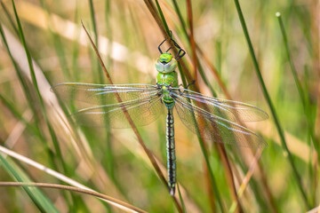 Closeup of a emperor dragonfly or blue emperor Anax imperator, resting in vegetation