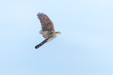 Eurasian sparrowhawk, Accipiter nisus, in flight hunting above a field