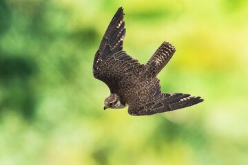 Saker falcon, Falco cherrug, in flight hunting and diving