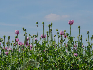 Blühender Mohn im Münsterland