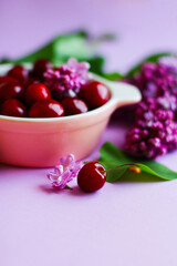 summer still life with ripe cherries in a plate and lilac on a purple background. selective focus, close-up