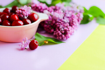 summer still life with ripe cherries in a plate and lilac on a purple background. selective focus, close-up