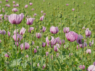Blühender Mohn im Münsterland