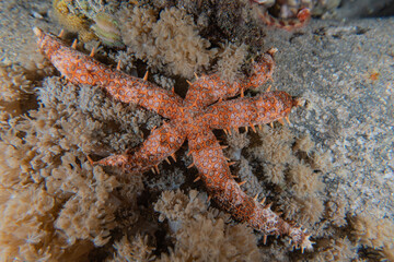 Starfish On the seabed in the Red Sea, Eilat Israel
