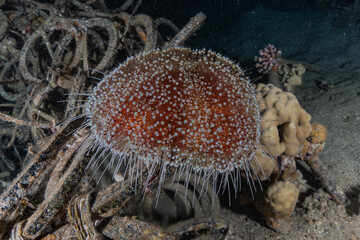 Coral reef and water plants in the Red Sea, Eilat Israel
