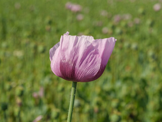 Blühender Mohn im Münsterland