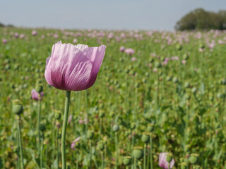 Blühender Mohn im Münsterland