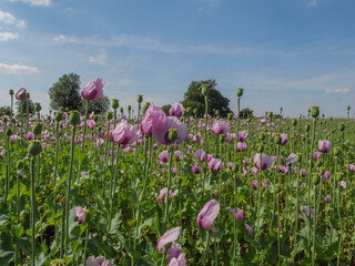 Blühender Mohn im Münsterland