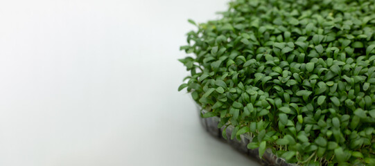 fresh leaves of watercress microgreen. Microgreens sprouts isolated on white background with copy space. Seed Germination, cityferm. Vegan and healthy eating concept. Selective focus