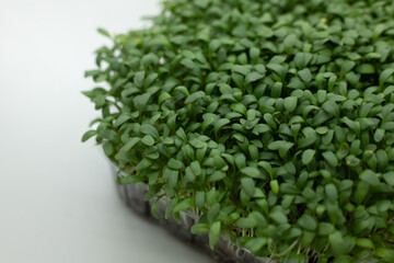 fresh leaves of watercress microgreen. Microgreens sprouts isolated on white background. Seed Germination, cityferm. Vegan and healthy eating concept. Selective focus