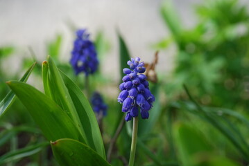 Muscari Armenian or mouse hyacinth. On a thin green-purple stem, small blue closed buds of small Muscari flowers. Under the bright spring sun.