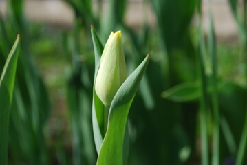 Yellow green closed tulip bud. A green-yellow tulip bud on a thin stem surrounded by wide twisted leaves against a background of green herbs.