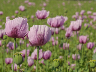 Blühender Mohn im Münsterland