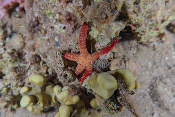 Starfish On the seabed in the Red Sea, Eilat Israel
