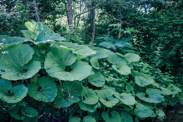 Huge round leaves of green grass in a green forest.