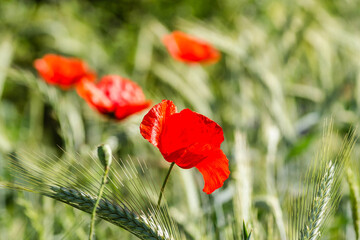 Fototapeta premium The flowers poppies in the wheat