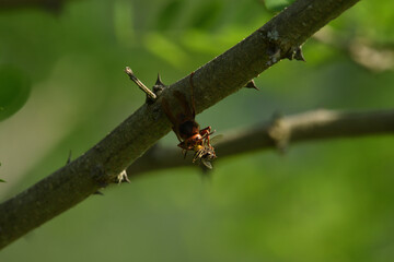 Hornet eating a bee it caught