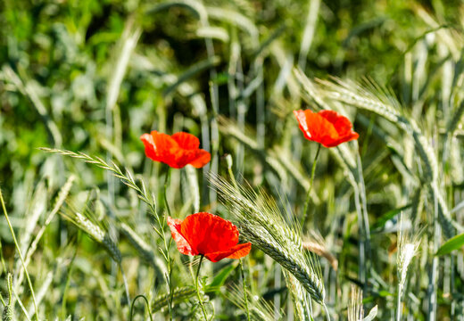 The flowers poppies in the wheat