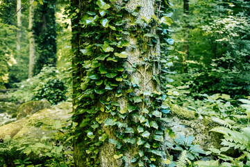 Fototapeta premium Vines with green leaves entwine a tree trunk in a green forest.