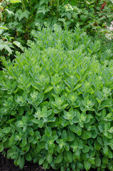 Perennial flower - ochitnik, Hylotelephium spectabile. Blooming cultivar