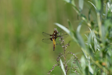 yellow dragonfly sitting on a branch