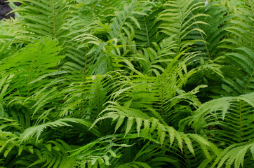Great green bush of fern with green leaves in forest or in botanical garden.