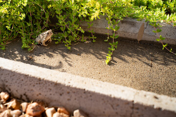 Toad on a splash block with vegetation