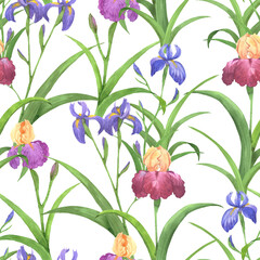 Beautiful iris flowers and leaves on white background. Seamless floral pattern. Watercolor painting. Hand drawn illustration. - 438689390