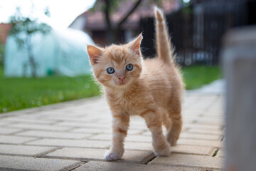 Cute redhead kitten walking and looking at camera with blue eyes 