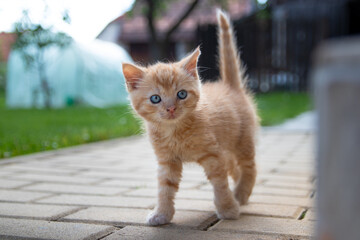 Obraz premium Cute redhead kitten walking and looking at camera with blue eyes 
