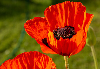  Scarlet garden poppies in full bloom