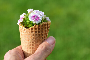 Close up of an ice cream cone being held by a hand against a green background. In the waffle there are flowers of the mustard