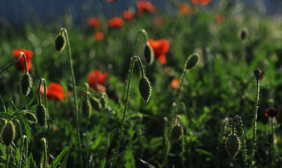 Beautiful meadow at sunset with red poppies.