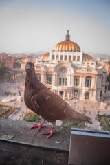Turista en Bellas artes