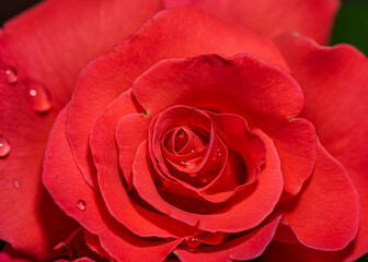 A red Rose from the beautiful nature!