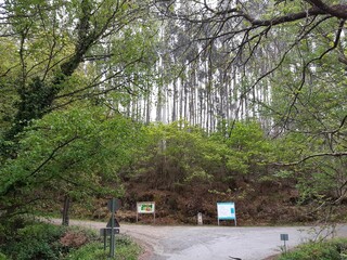 Pista forestal y plantaci&oacute;n de eucaliptos en San Alberte, Galicia