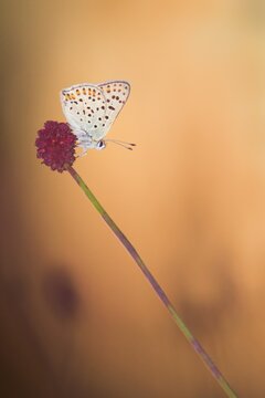 Blue butterfly from family Lycaenidae perching on great burnet during sun set. Lysandra Butterfly on the flower with beautiful warmth atmosphere.