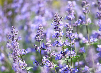 Selective focus on lavender flower. Plant background. Close up. 