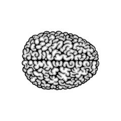 Brain hemispheres. Human brain top view vintage style, hand drawn vector illustration. Brain engraving style drawing. Part of set.