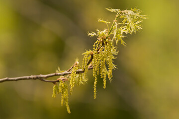 Pollen of an oak tree closeup in spring