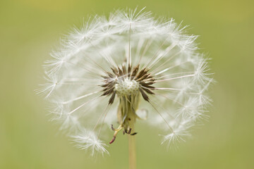 dandelion seed head